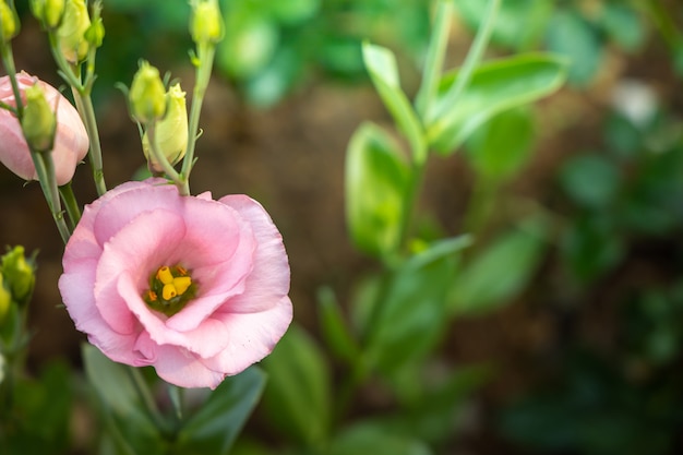 Rosas no jardim