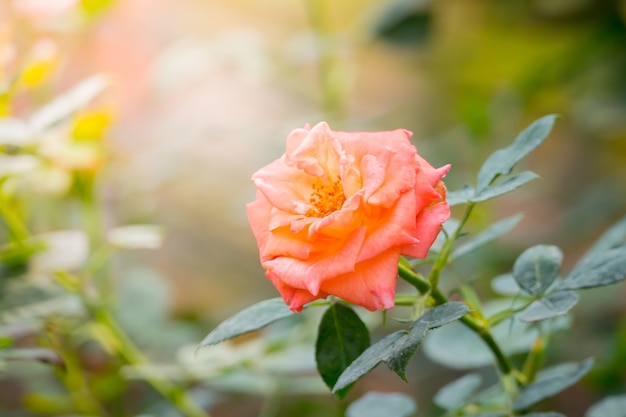 Rosas no jardim