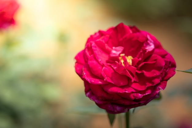 Rosas no jardim