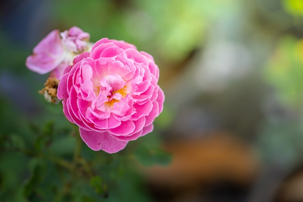 Rosas no jardim