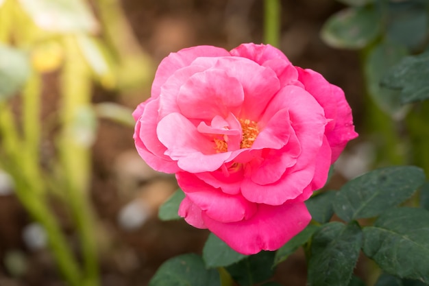 Rosas no jardim