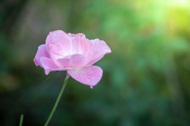 Rosas no jardim