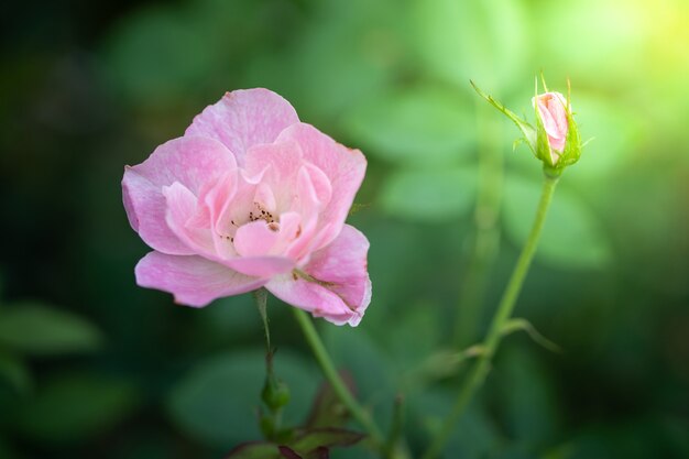 Rosas no jardim