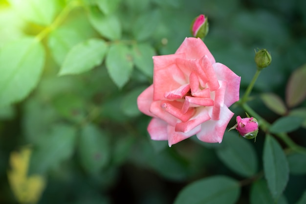 Rosas no jardim