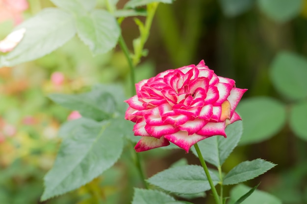 Rosas no jardim