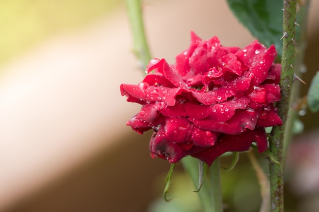 Rosas no jardim