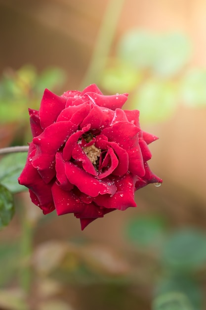 Rosas no jardim