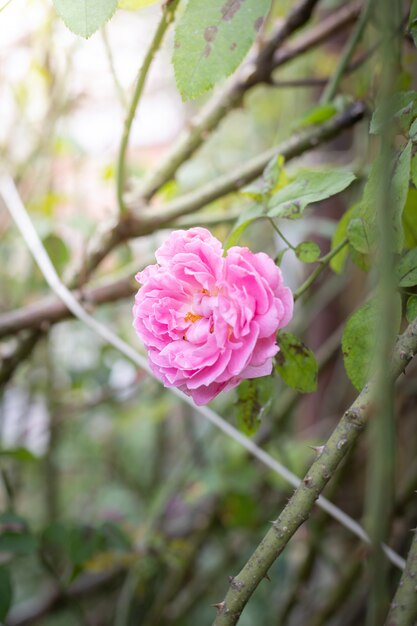 Rosas no jardim