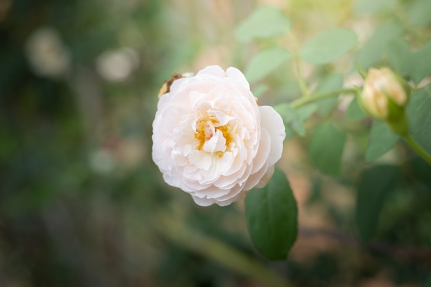 Rosas no jardim