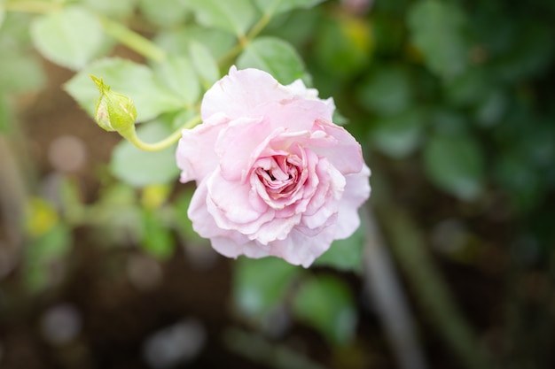 Rosas no jardim