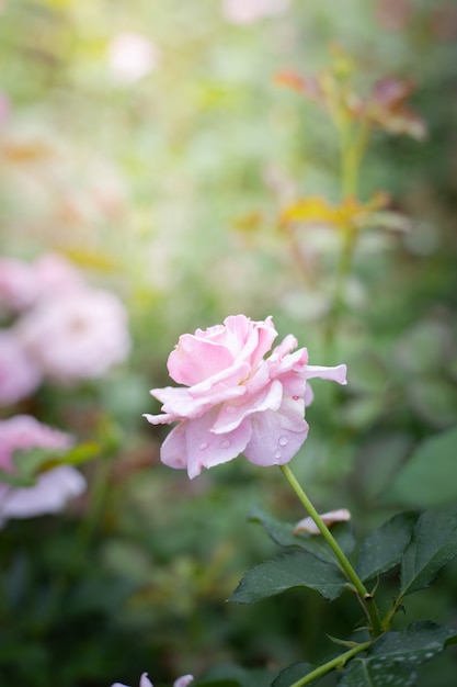 Rosas no jardim