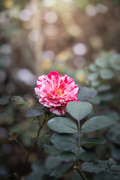 Rosas no jardim