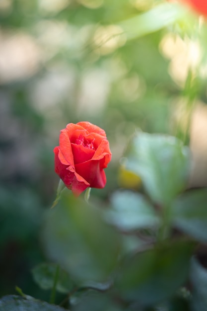 Rosas no jardim