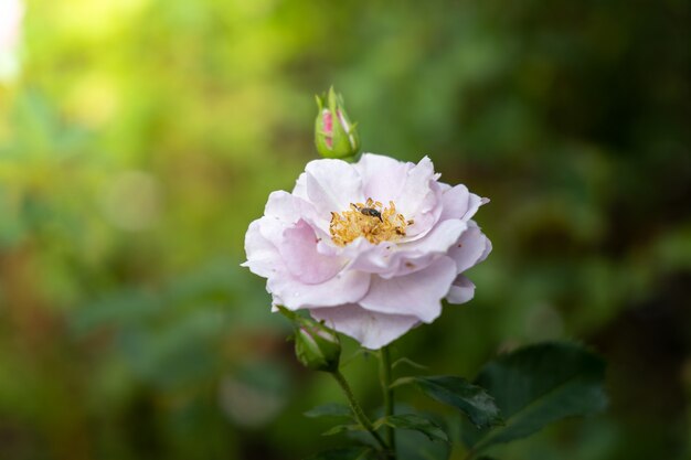 Rosas no jardim