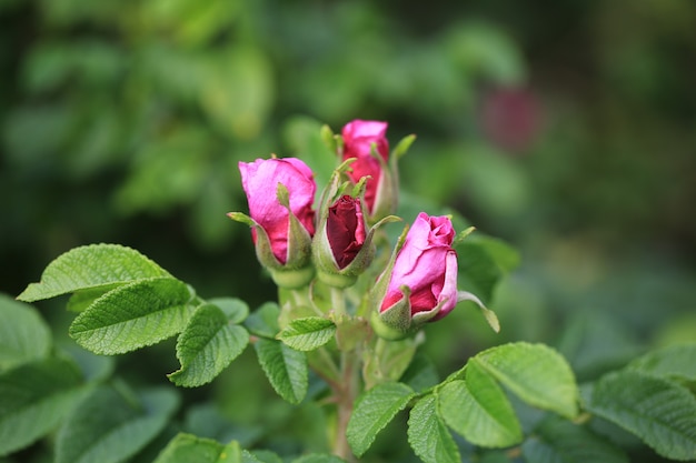 Rosas no jardim