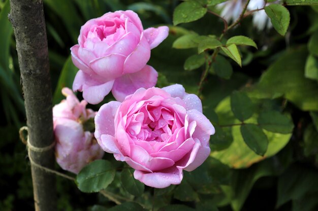 Rosas de peonía rosa en un arbusto en el jardín después de la lluvia con gotas en los pétalos Foto horizontal vista superior de las flores