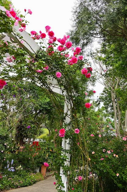 Rosas plantadas en el jardín.