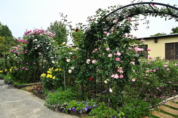 Rosas plantadas en el jardín.