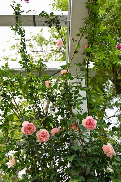 Rosas plantadas no jardim