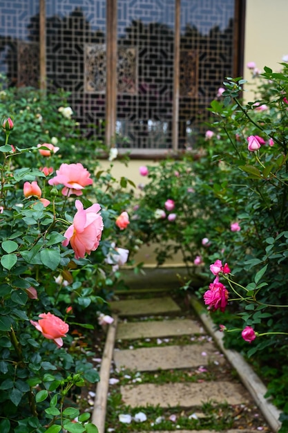 Rosas plantadas no jardim