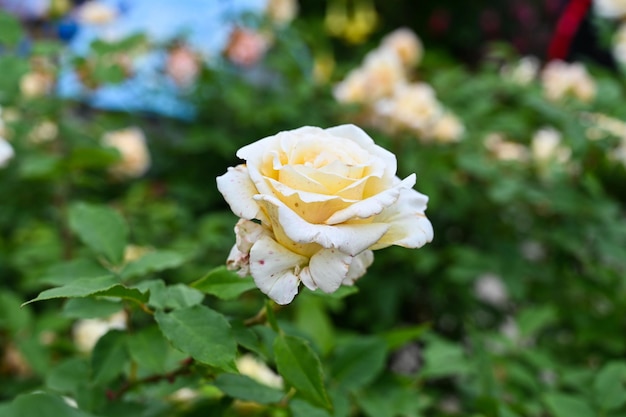 Rosas plantadas no jardim