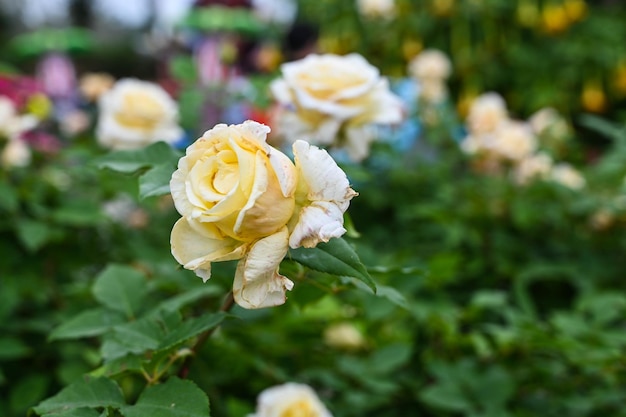 Rosas plantadas no jardim