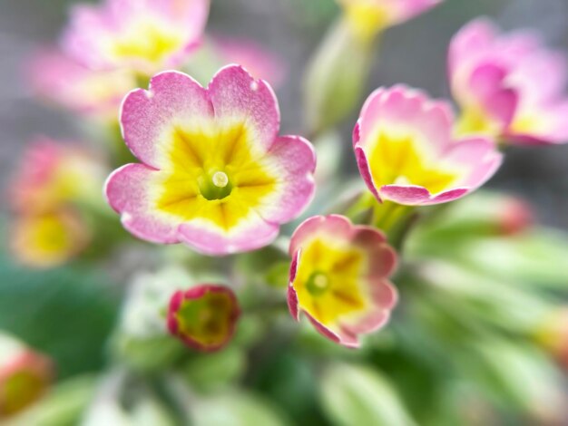 rosas de primrose de jardín que crecen en un lecho de jardín de cerca