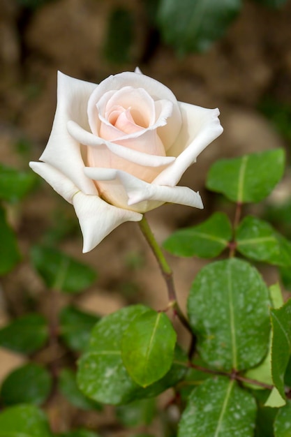 Rosas que florecen en el jardín en primavera