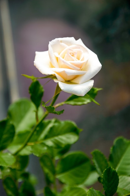 Rosas que florescem no jardim.