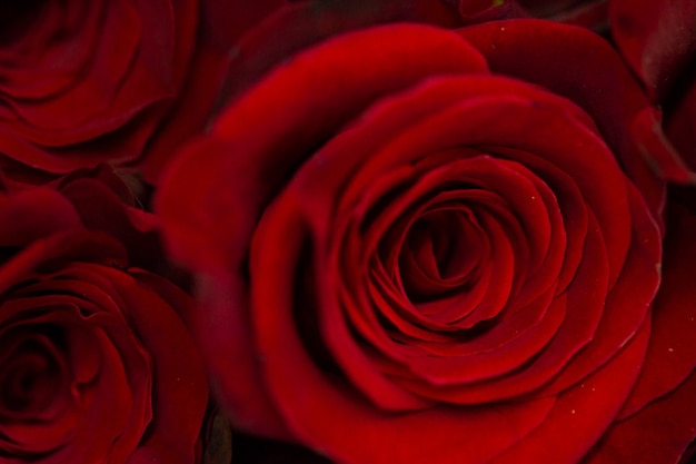 Rosas recién cortadas listas para el día de San Valentín.