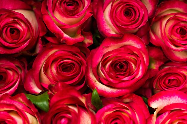 Rosas recién cortadas listas para el día de San Valentín.