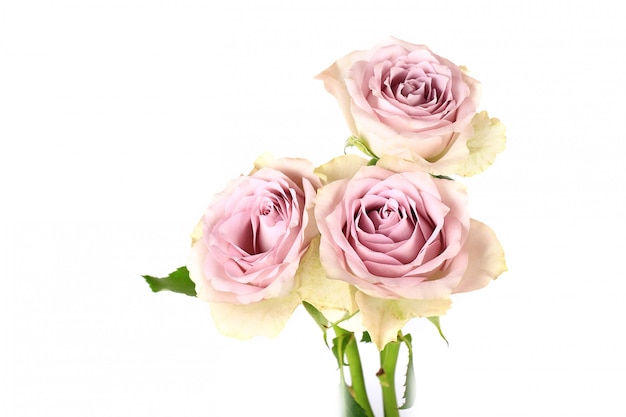 Foto rosas retro shabby chic aislado sobre fondo blanco