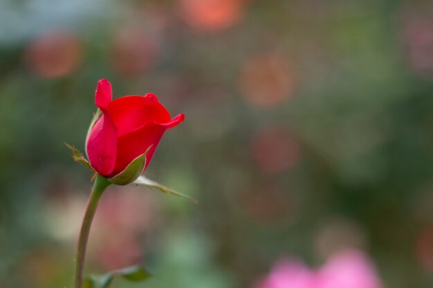 Rosas rojas en un arbusto en un jardín. Tailandia