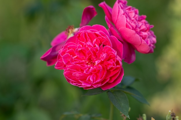 Rosas rojas en un arbusto en un jardín