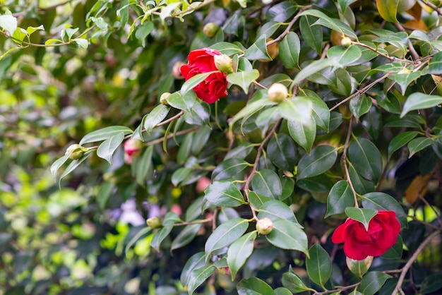 Rosas rojas en un arbusto en primavera