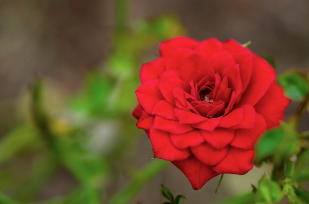 Rosas rojas borrosas