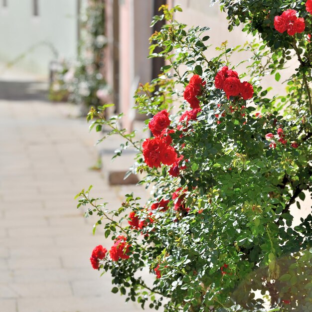 Rosas rojas brillantes al lado de una acera