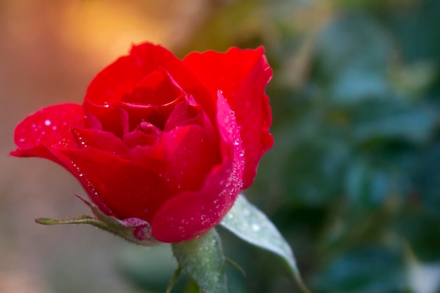 Rosas rojas brillantes con gotas de agua y sol matutino