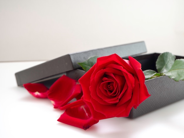 Rosas rojas con caja de regalo en el día de San Valentín