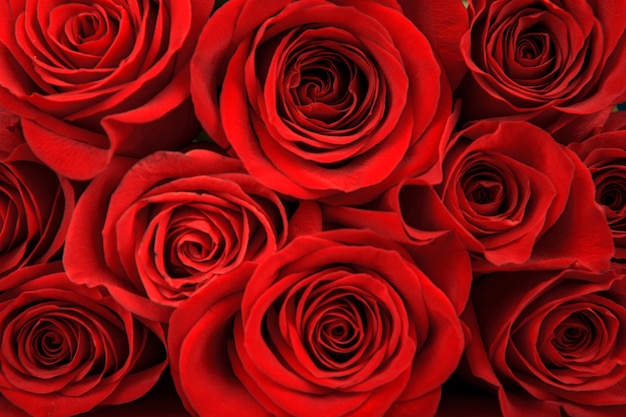 Rosas rojas, día de san valentín