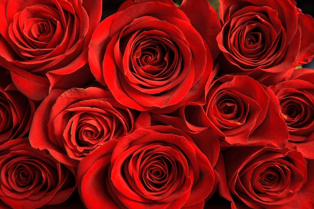 Rosas rojas, día de san valentín