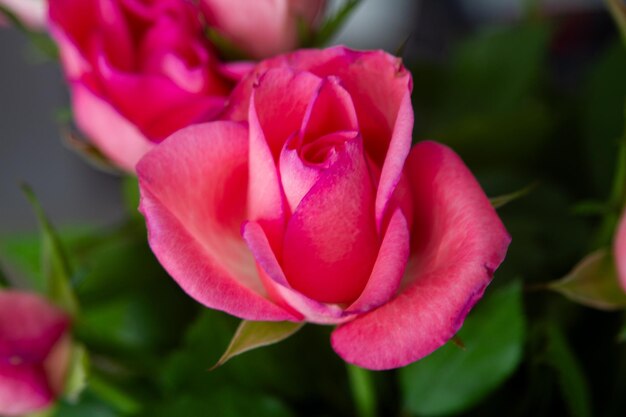Las rosas rojas florecen en el verano en el jardín de campo foto de alta calidad