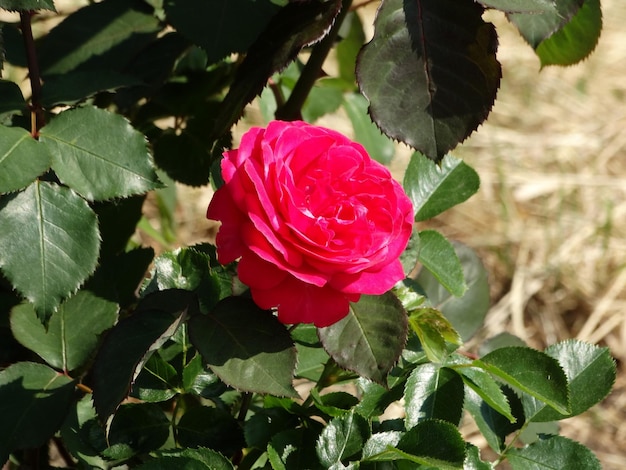 Las rosas rojas florecen en verano en el jardín de campo.