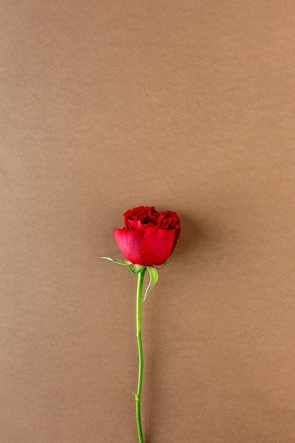 Foto rosas rojas con fondo marrón.