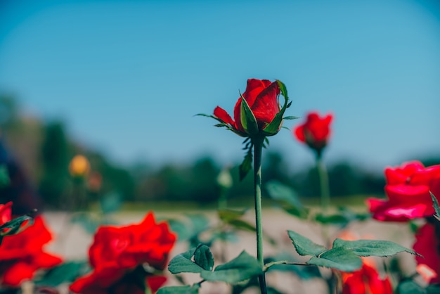 Rosas rojas para el fondo