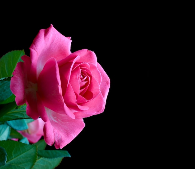 Rosas rojas Una foto de una rosa roja