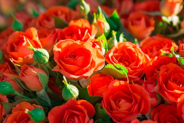 Rosas rojas frescas con hojas verdes, naturaleza, fondo soleado de primavera. Enfoque suave y bokeh