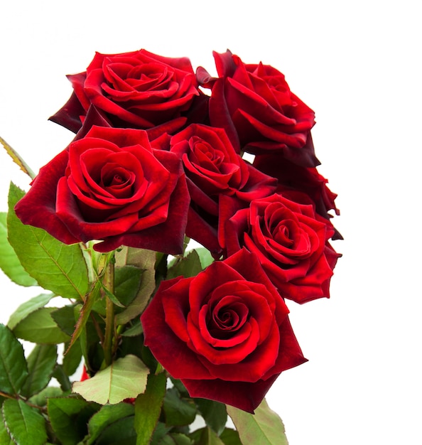 Rosas rojas frescas