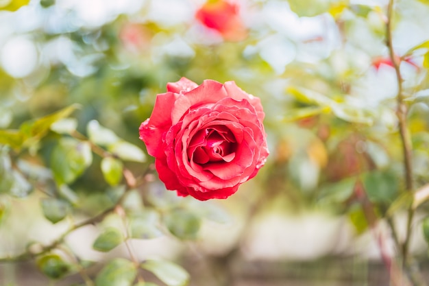 Rosas rojas en hoja verde fresca