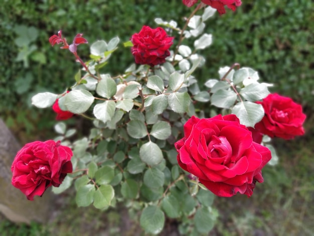 Rosas rojas en el jardín Bud sobre un fondo de follaje verde fresco